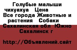 Голубые малыши чихуахуа › Цена ­ 25 000 - Все города Животные и растения » Собаки   . Сахалинская обл.,Южно-Сахалинск г.